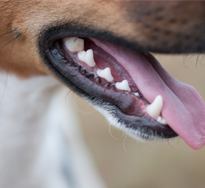 イヌの食性・採食パターン・嗜好と歯科疾患と食事